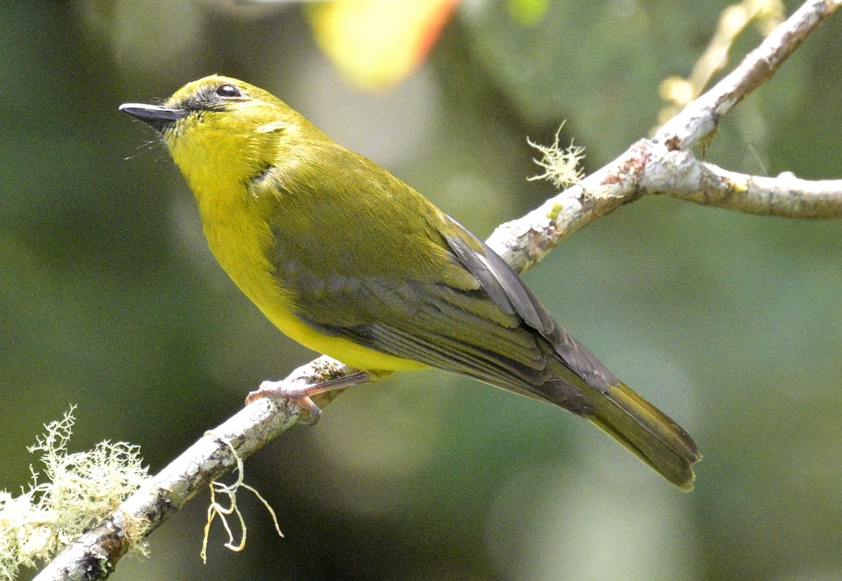 Bornean Whistler - ML639117139