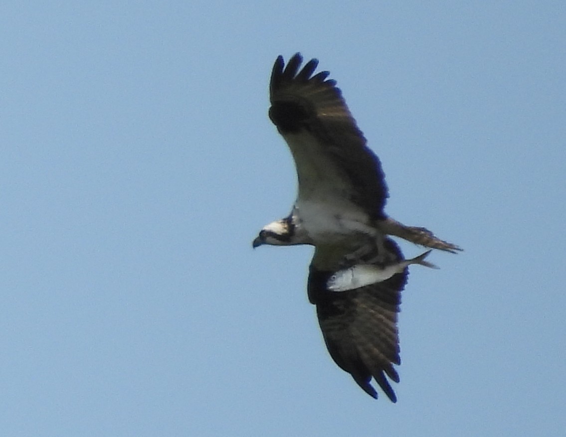 Balbuzard pêcheur - ML639117170