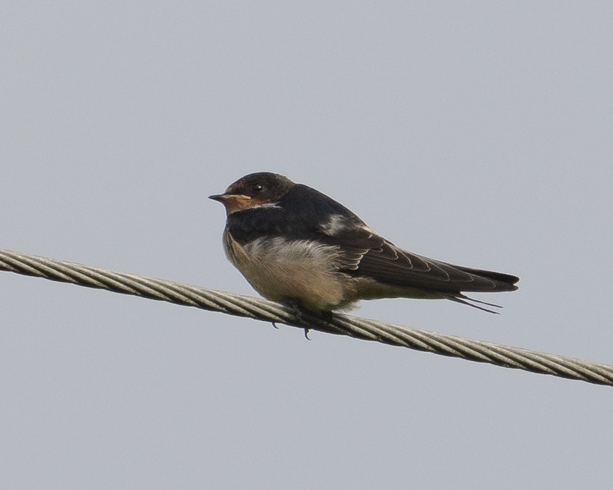 Hirondelle rustique - ML639117202