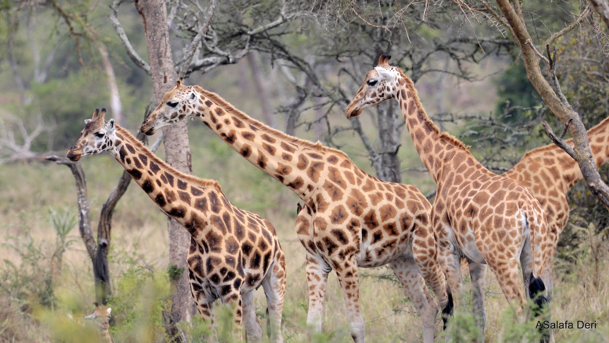 Rothschild's Giraffe - ML639117212