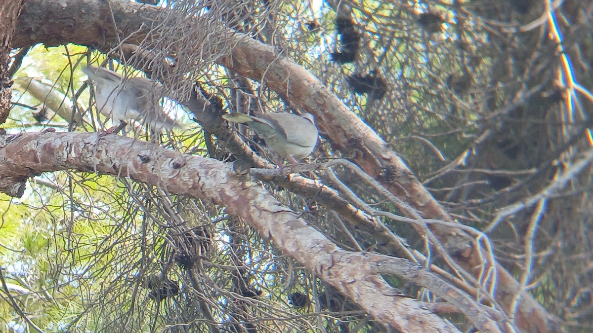 hrdlička zahradní - ML639117215