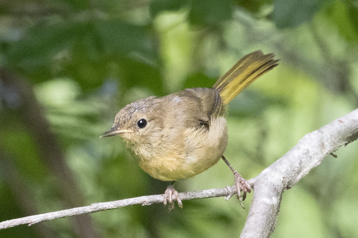Paruline masquée - ML639117216
