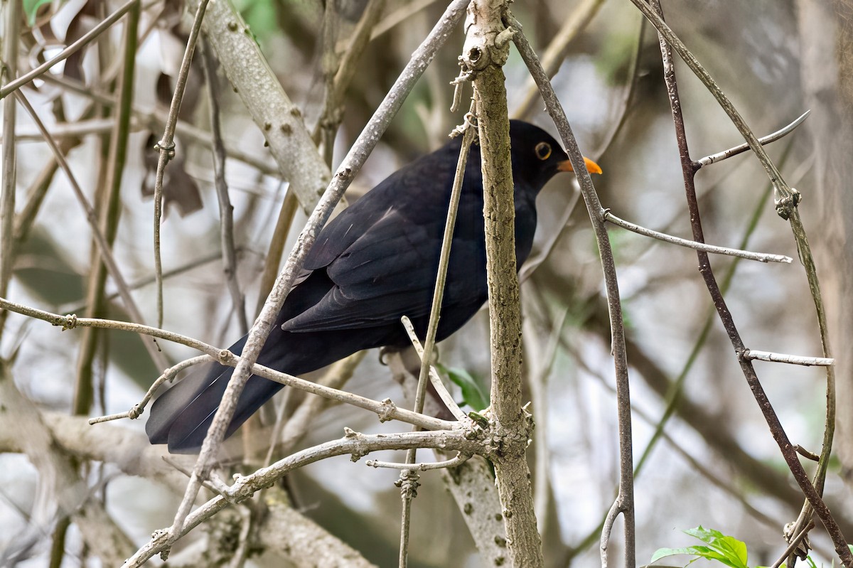 Eurasian Blackbird - ML639117221