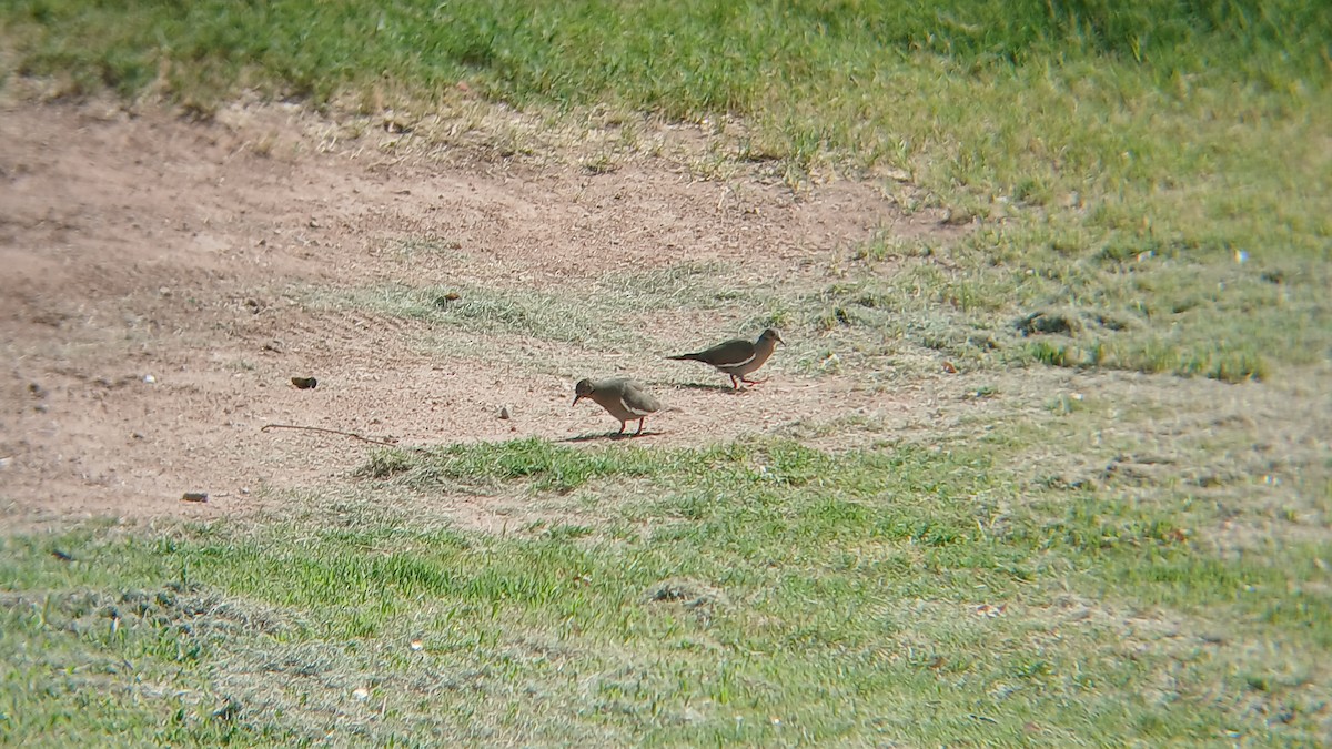 hrdlička bělavokřídlá - ML639117227