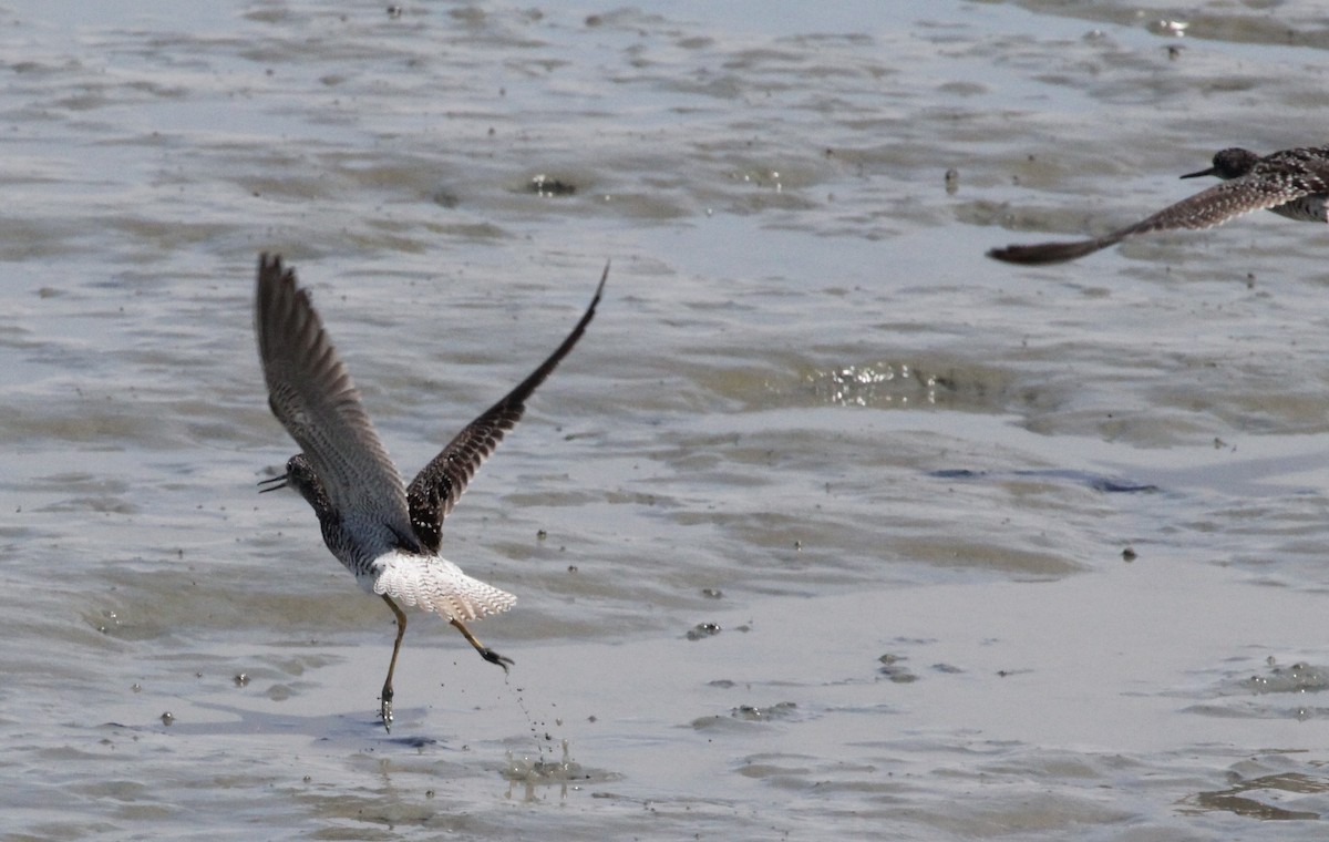 Greater Yellowlegs - ML639117228
