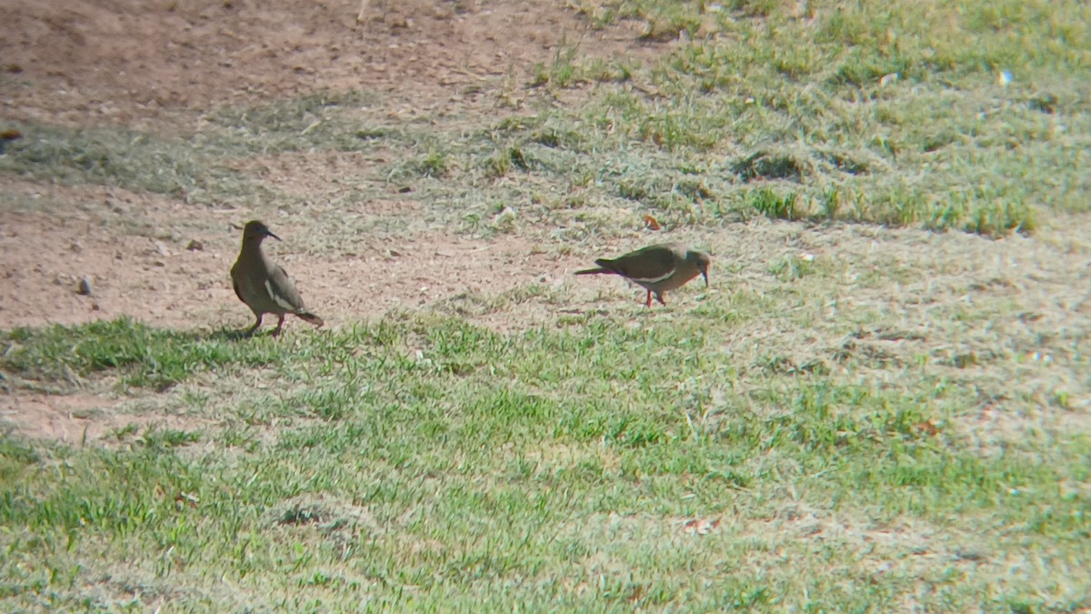 hrdlička bělavokřídlá - ML639117237