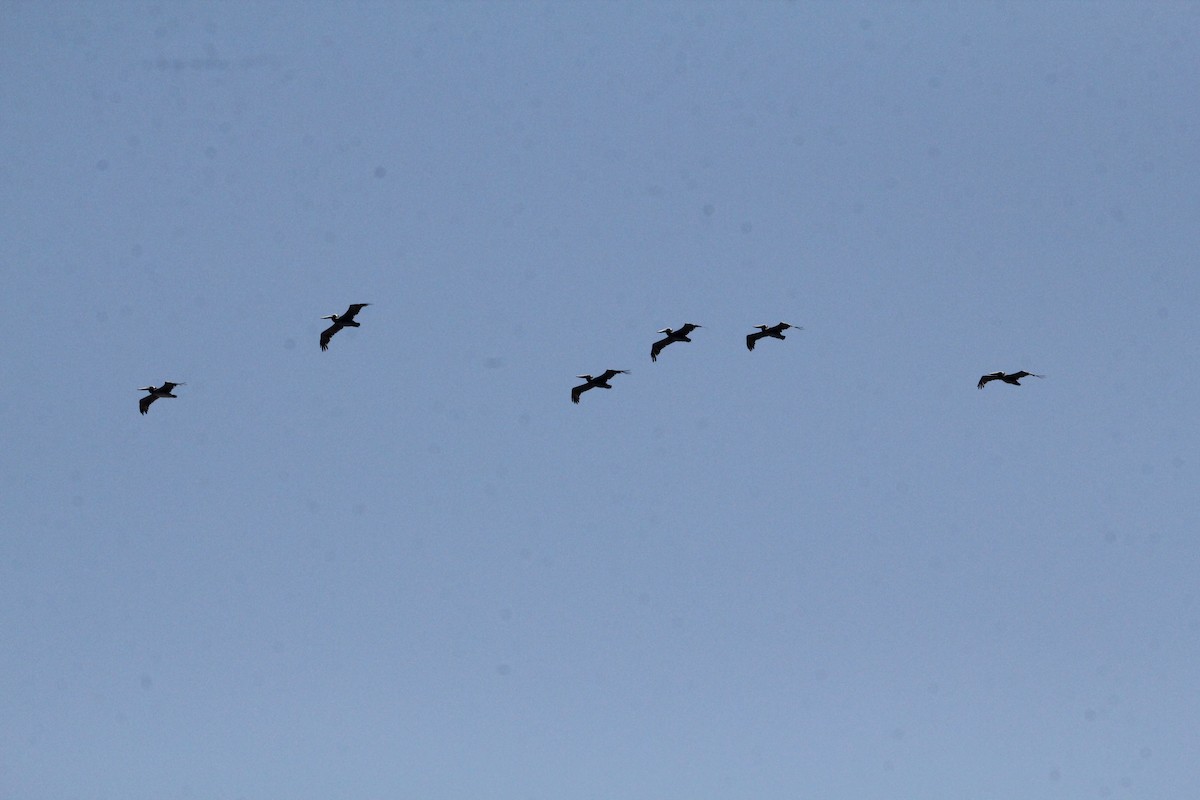 Brown Pelican - ML639117245