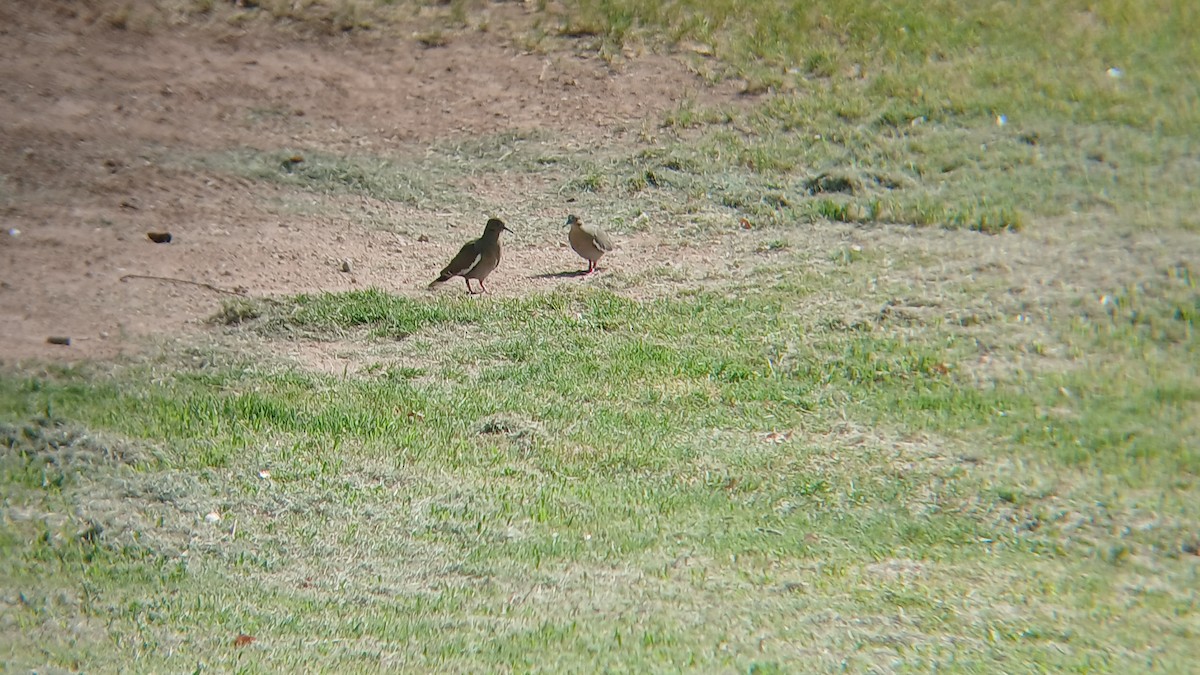 hrdlička bělavokřídlá - ML639117257