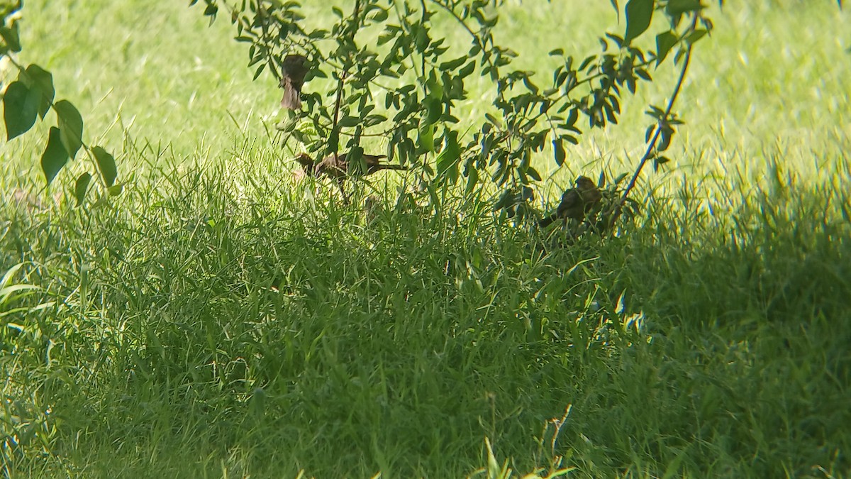Bronzed Cowbird - ML639117270