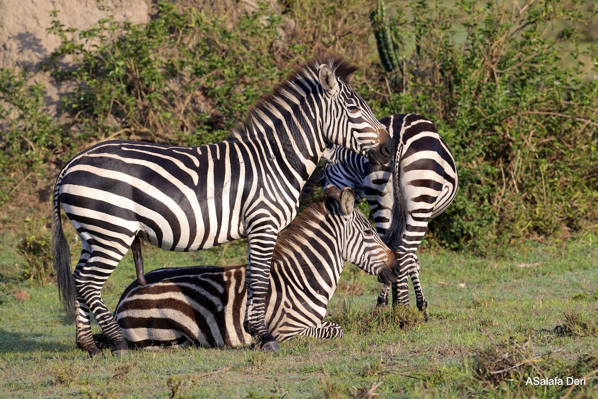Grant's Zebra - ML639117281