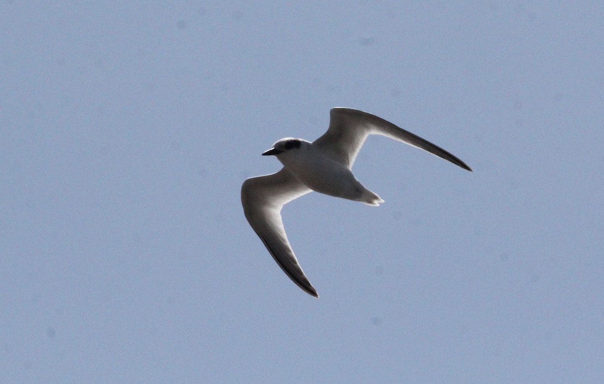 Least Tern - ML639117291