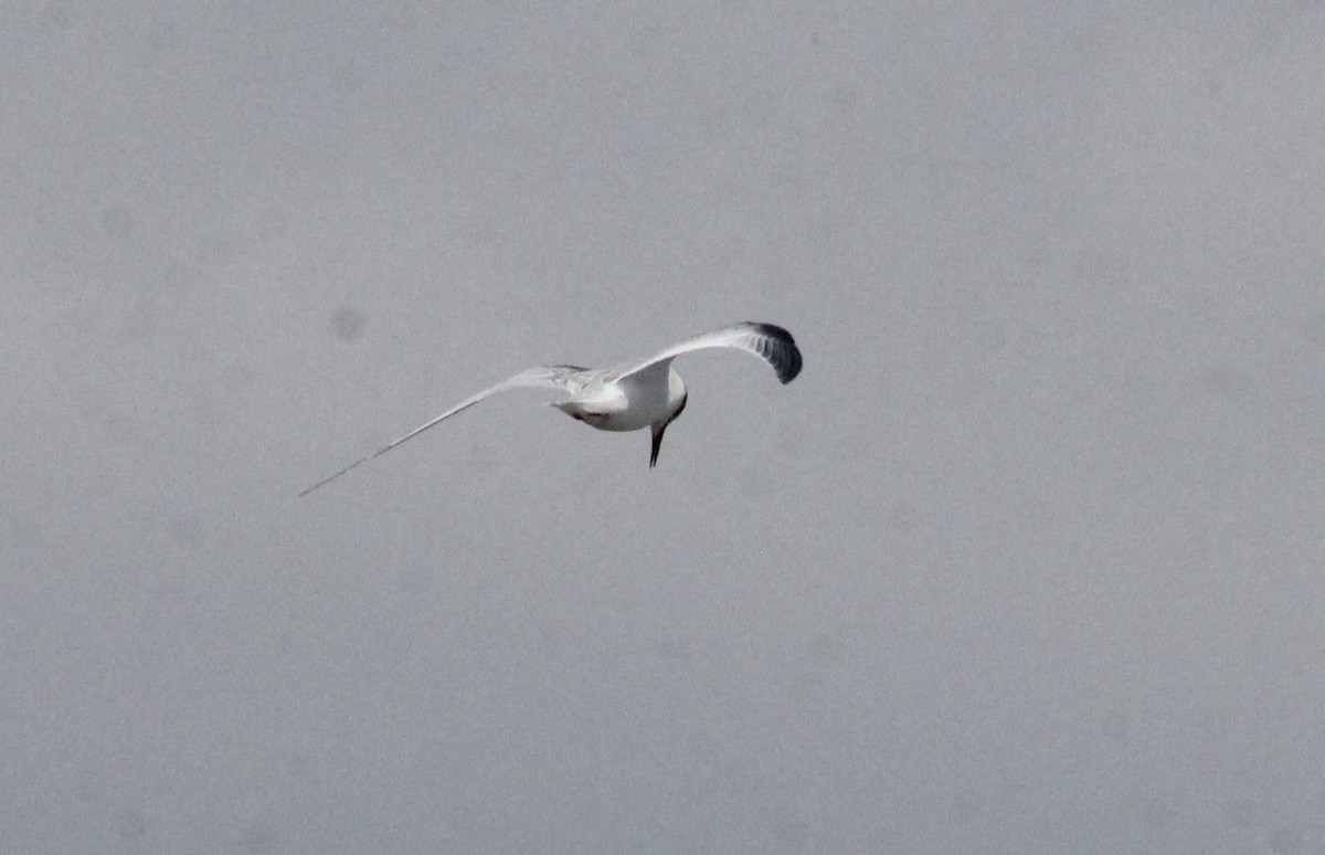 Least Tern - ML639117300