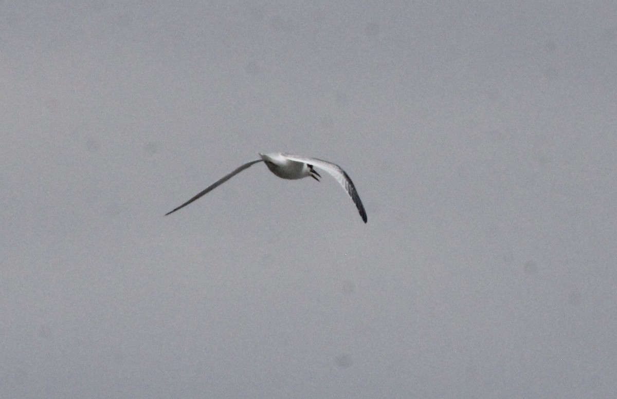 Least Tern - ML639117315