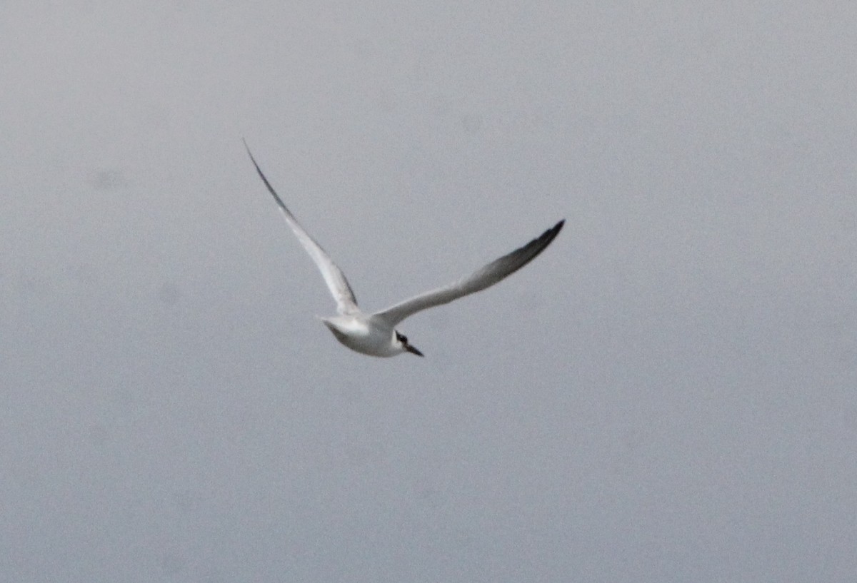 Least Tern - ML639117316