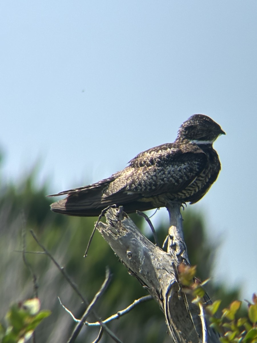 Common Nighthawk - ML639117342