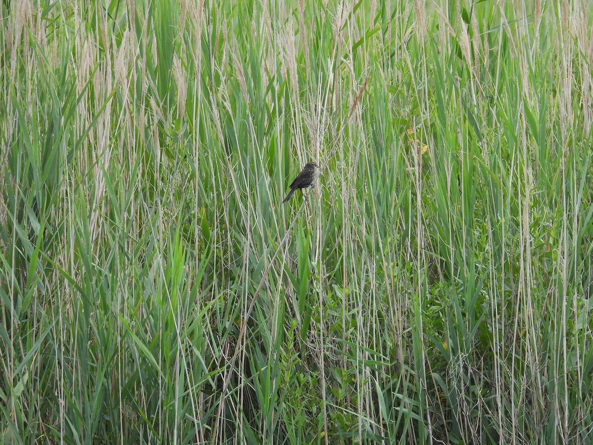 Red-winged Blackbird - ML639117363