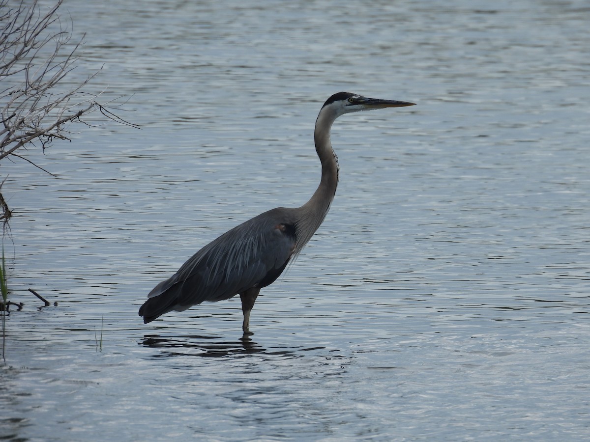 Great Blue Heron - ML639117397