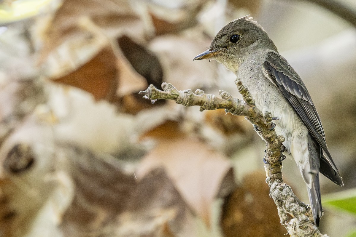 Pioui de l'Ouest - ML639117426