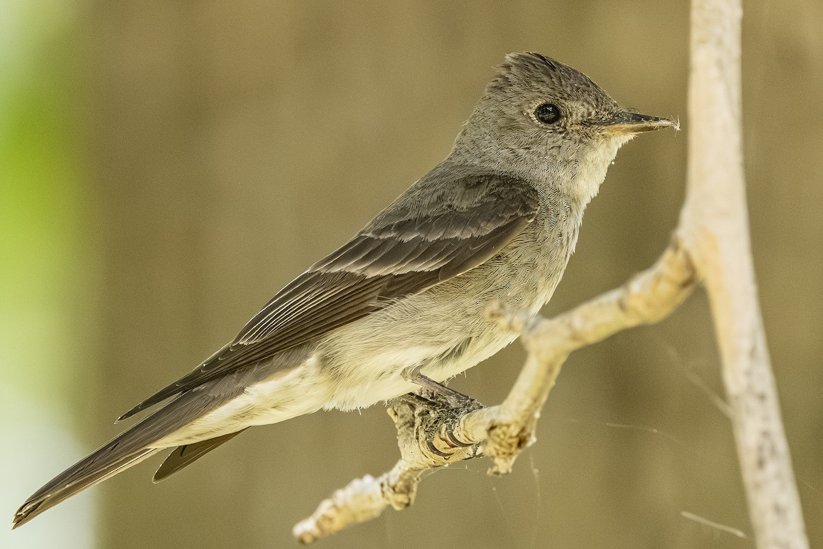 Pioui de l'Ouest - ML639117430