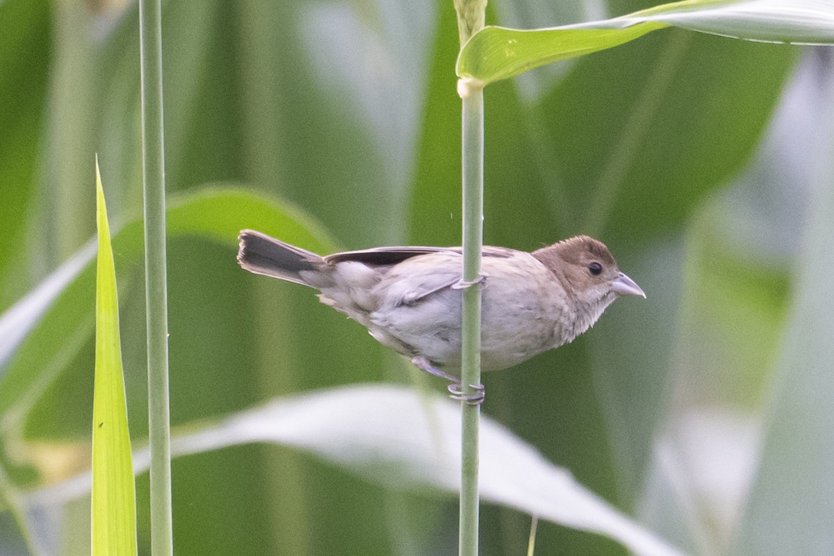 Indigo Bunting - ML639117437