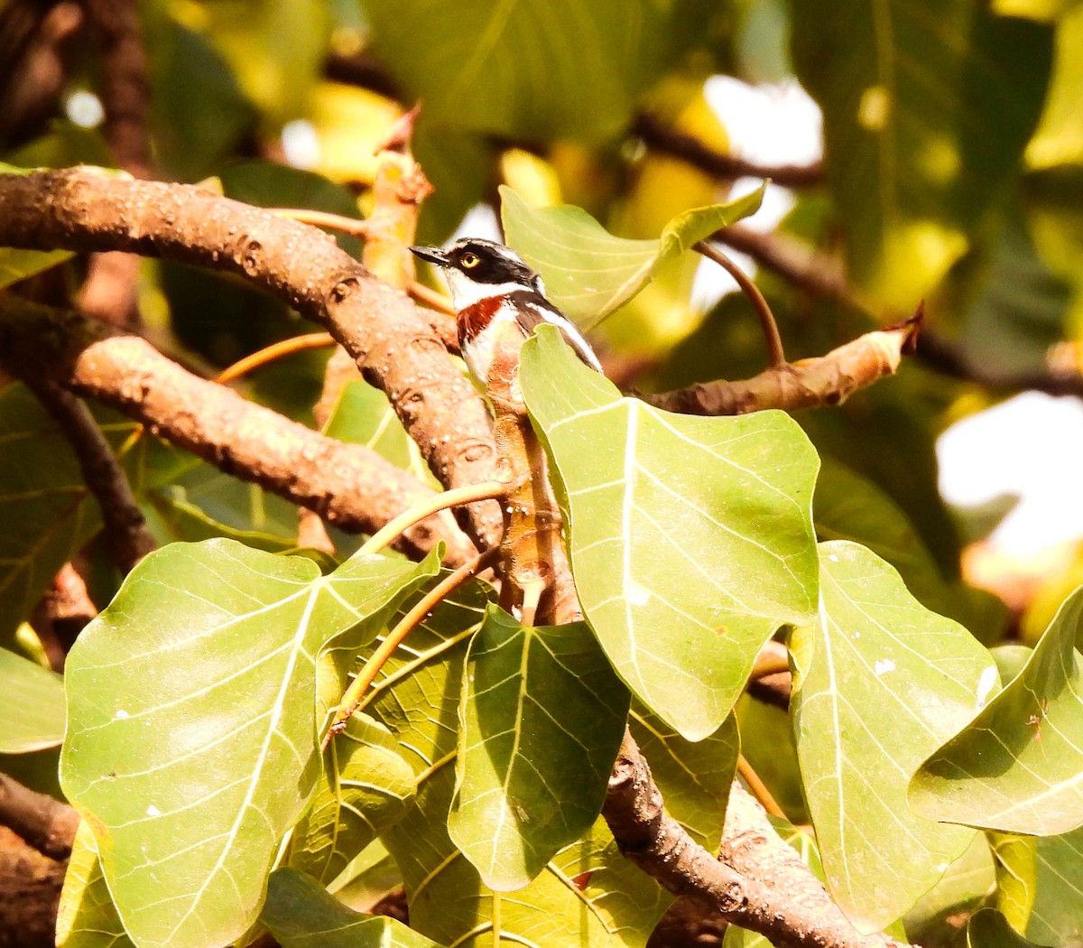 Western Black-headed Batis - ML639117456