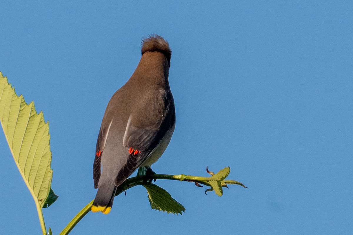 Cedar Waxwing - ML639117471