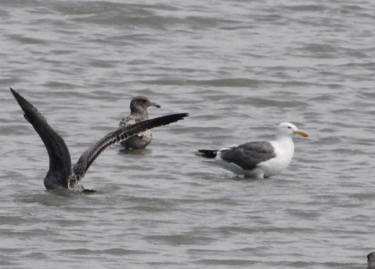 Western Gull - ML639117523