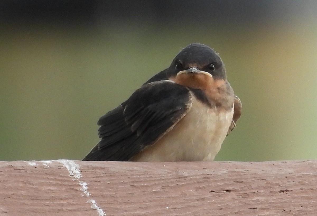 Barn Swallow - ML639117526