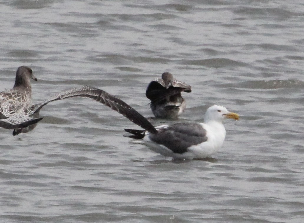 Western Gull - ML639117537