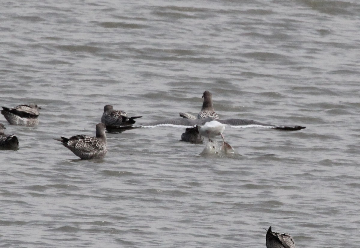 Western Gull - ML639117544