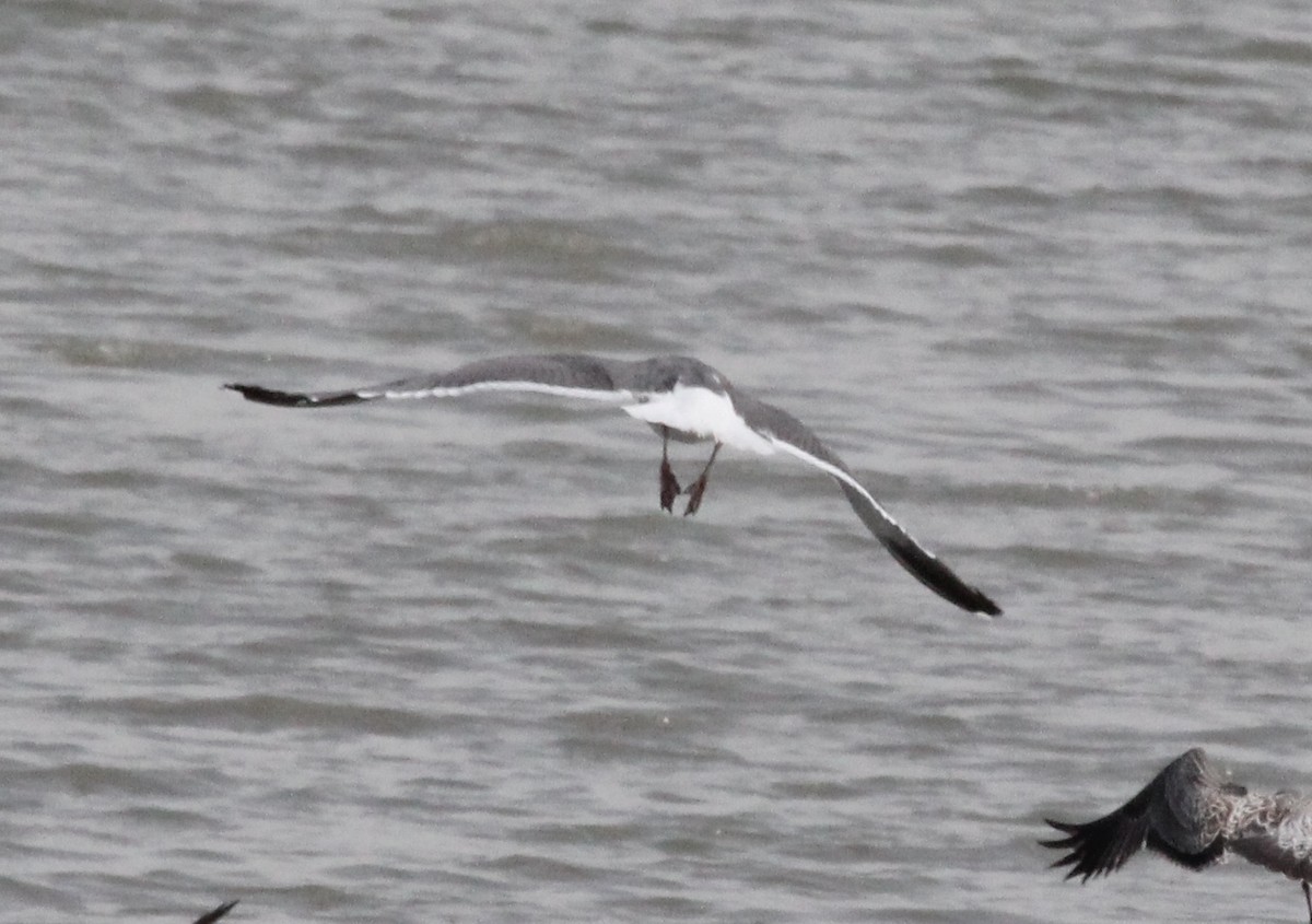 Western Gull - ML639117553