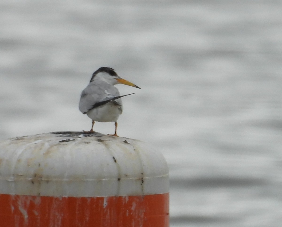Least Tern - ML639117584