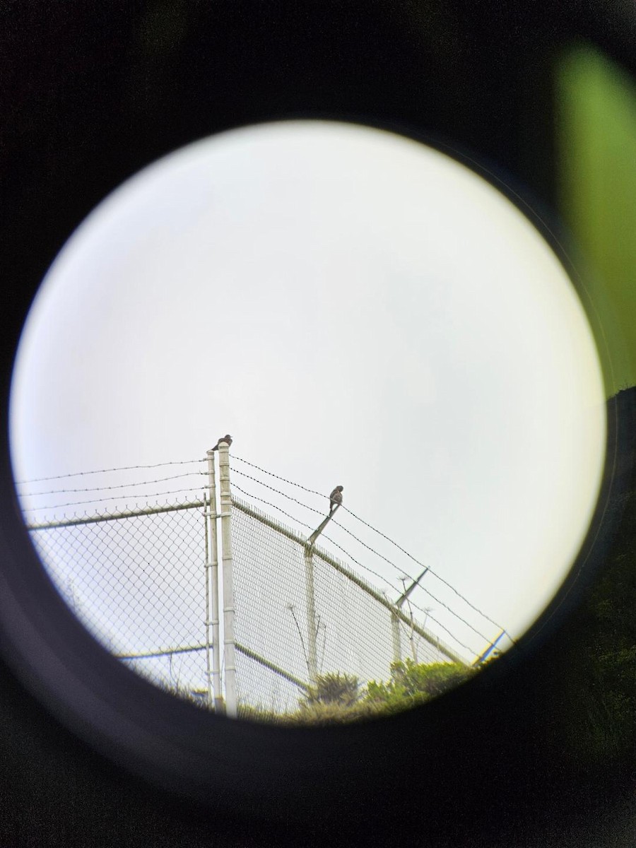 Northern Flicker - ML639117601