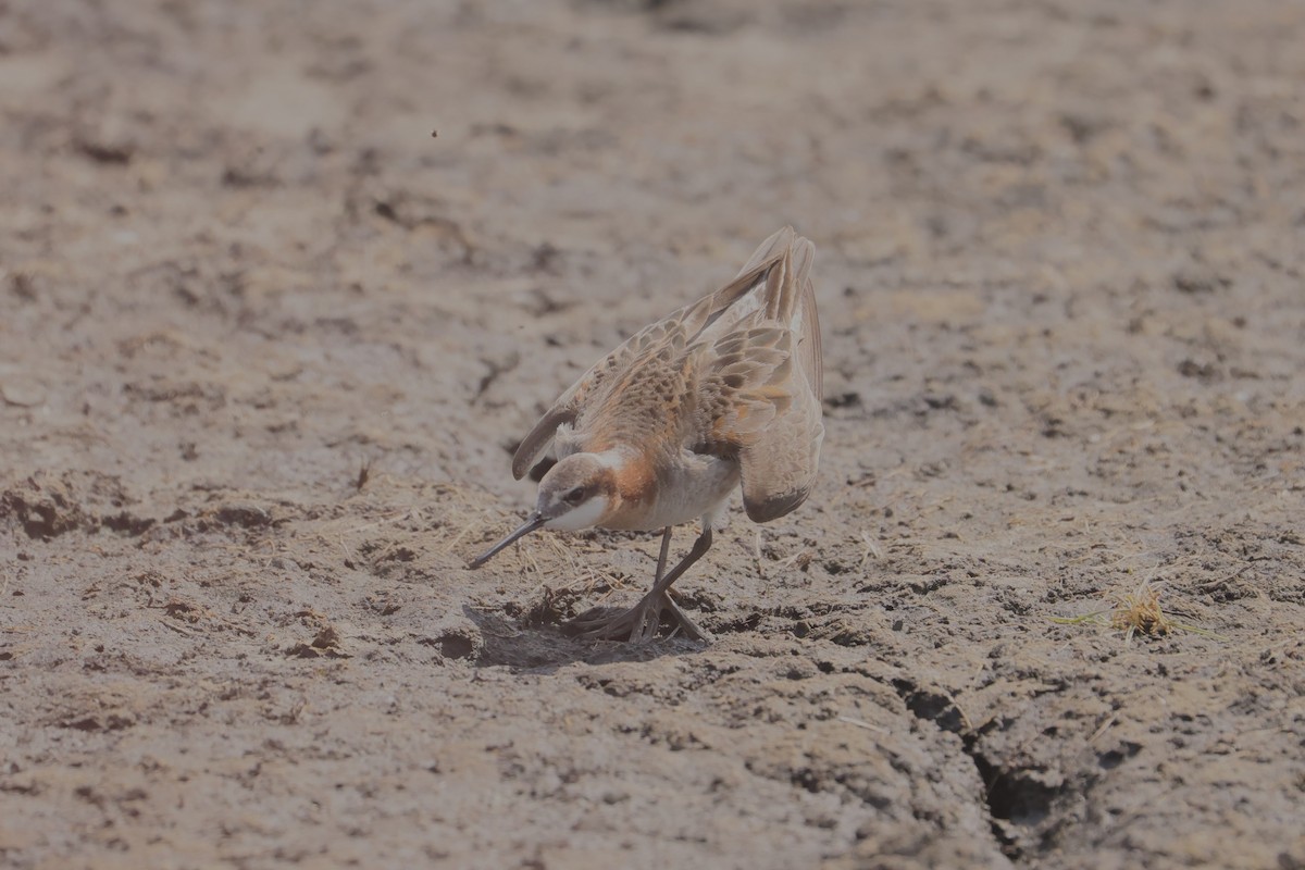 hvithalesvømmesnipe - ML639117618