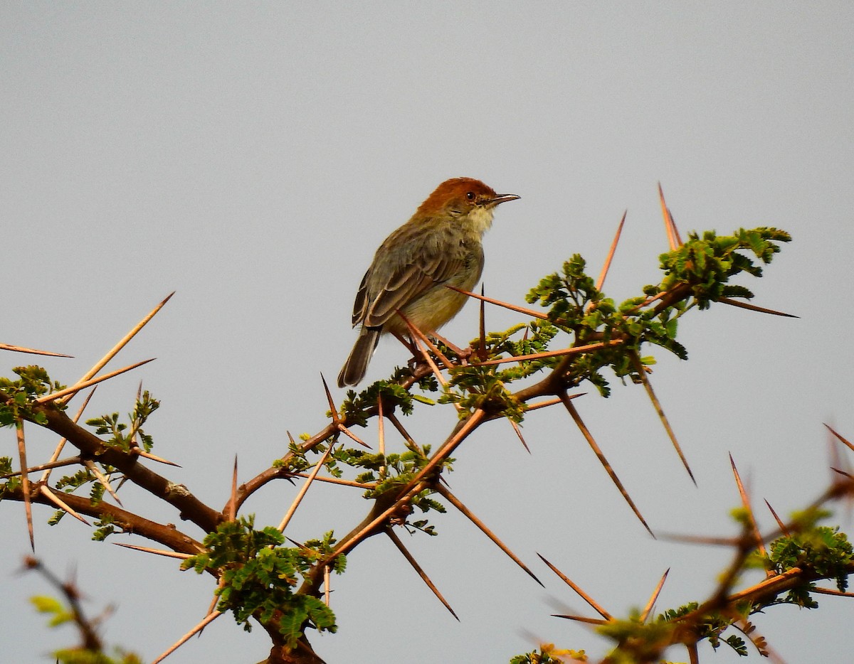 Tiny Cisticola - ML639117623