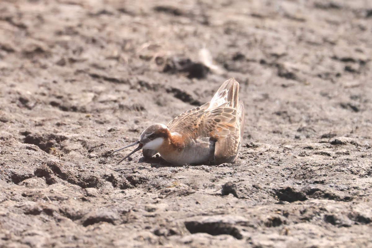 hvithalesvømmesnipe - ML639117636