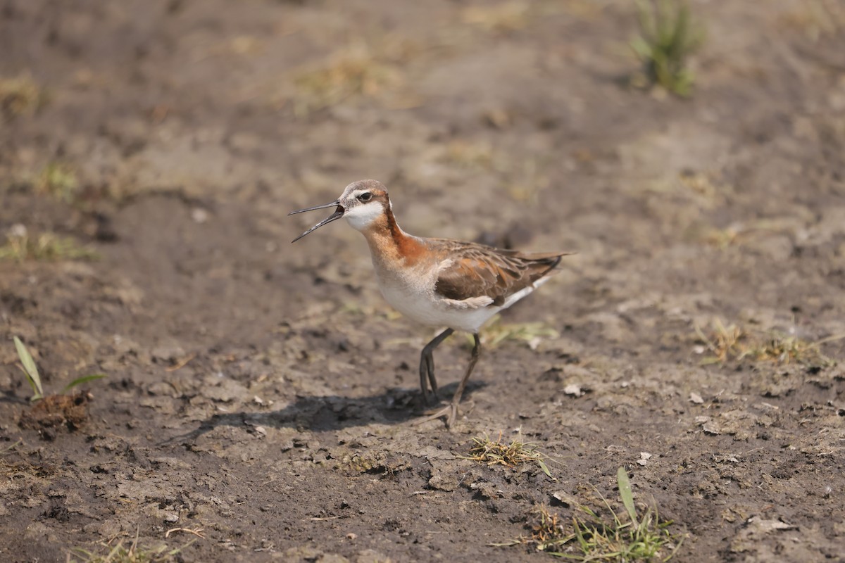 hvithalesvømmesnipe - ML639117648
