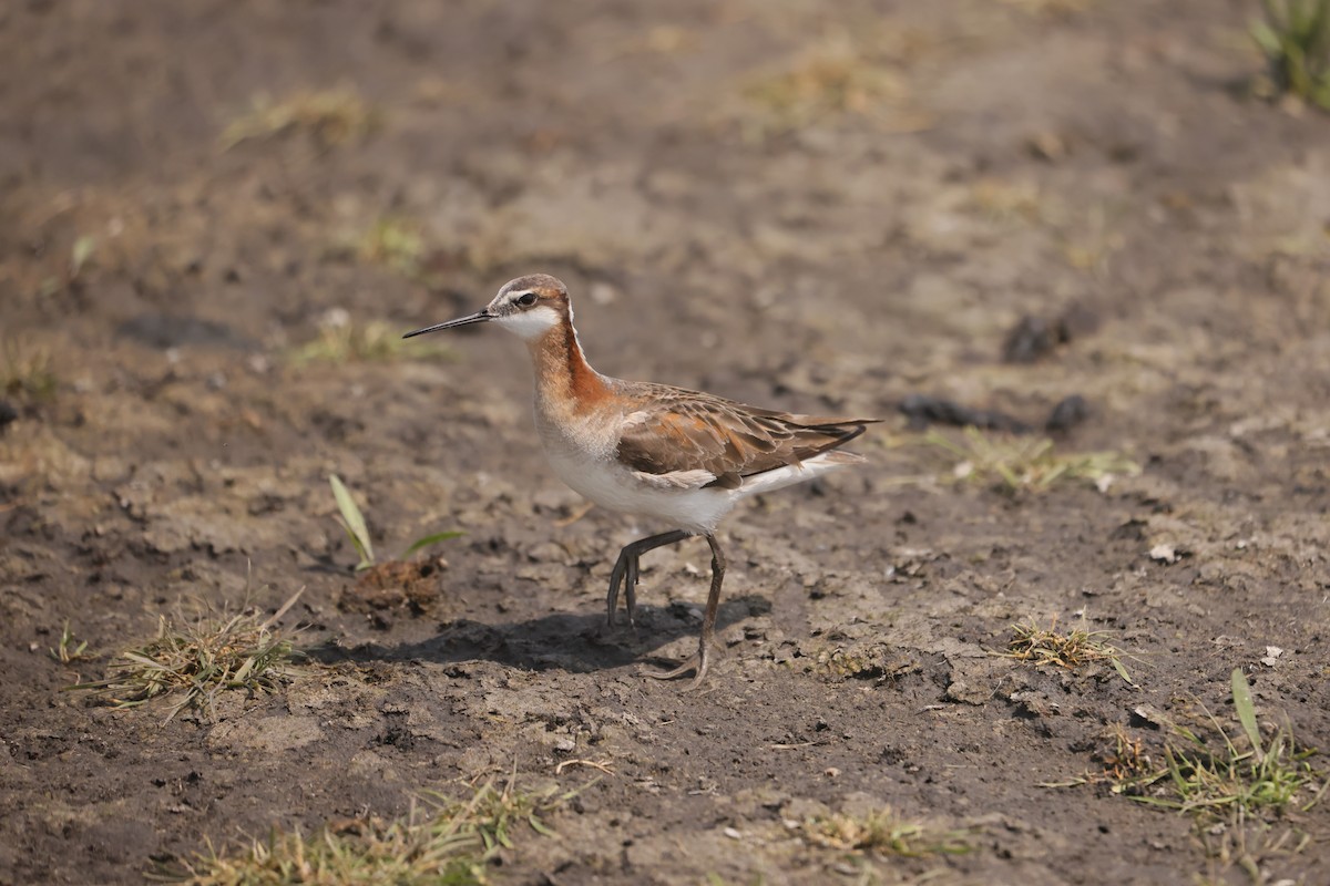 hvithalesvømmesnipe - ML639117675