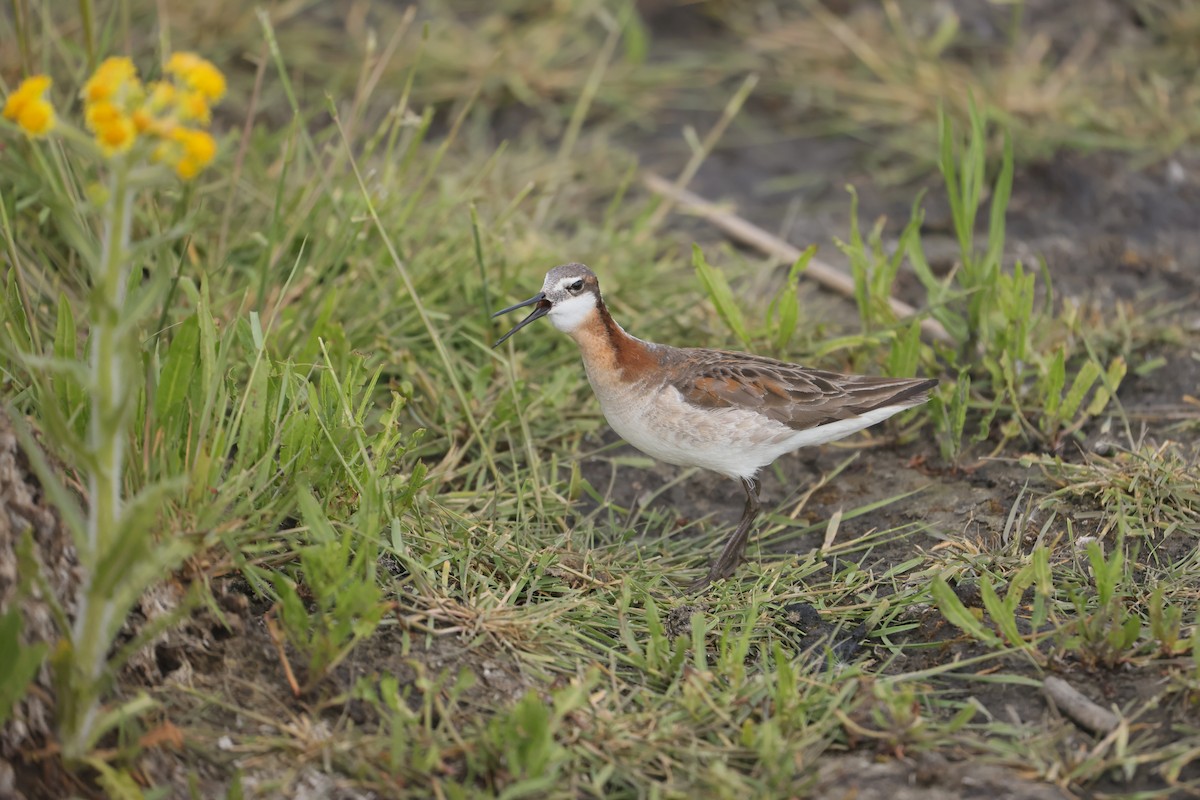 hvithalesvømmesnipe - ML639117685