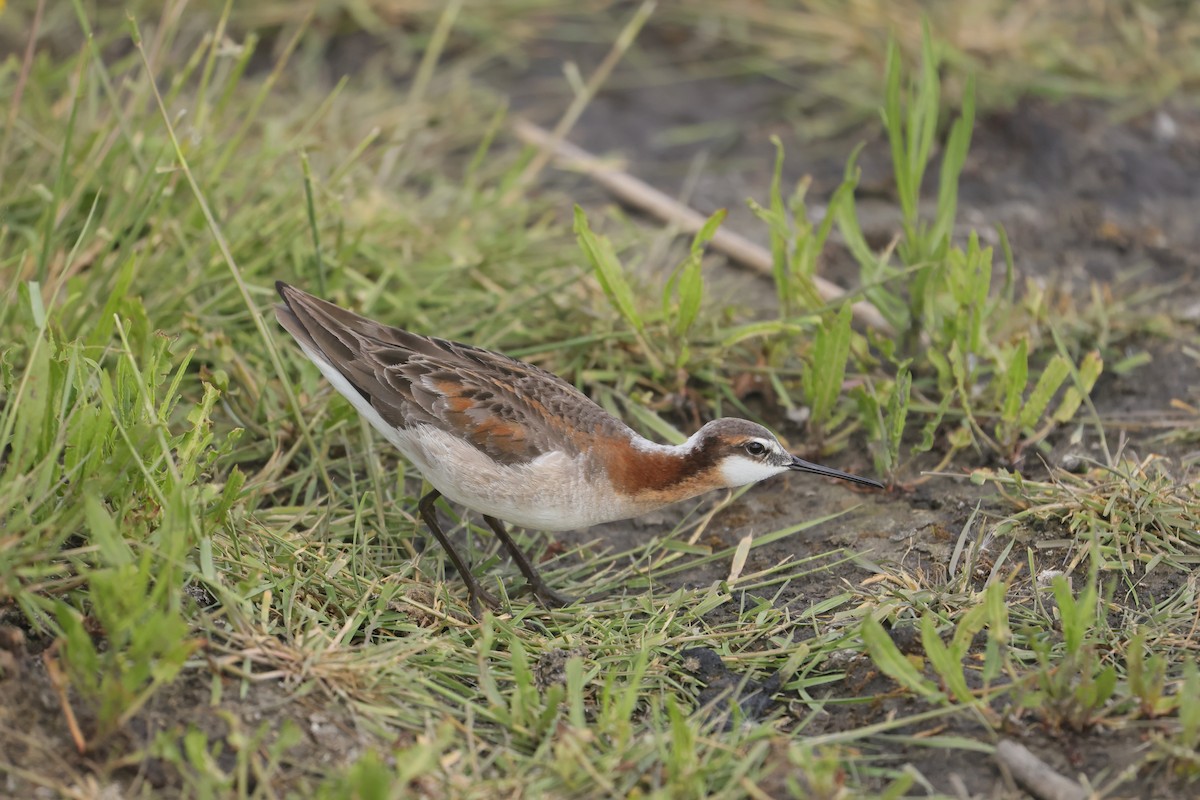 hvithalesvømmesnipe - ML639117696