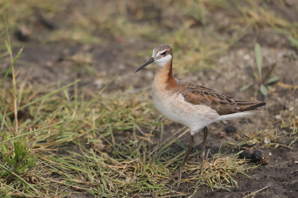 hvithalesvømmesnipe - ML639117718