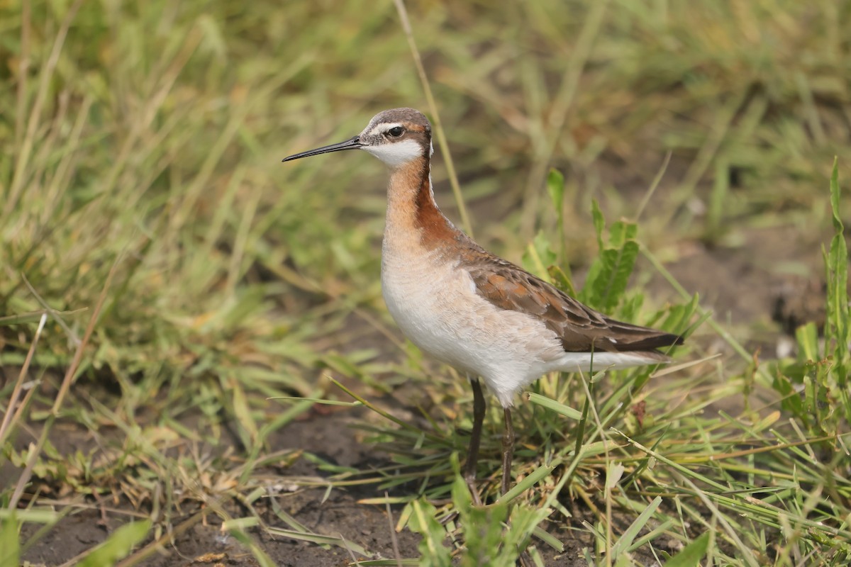 hvithalesvømmesnipe - ML639117727
