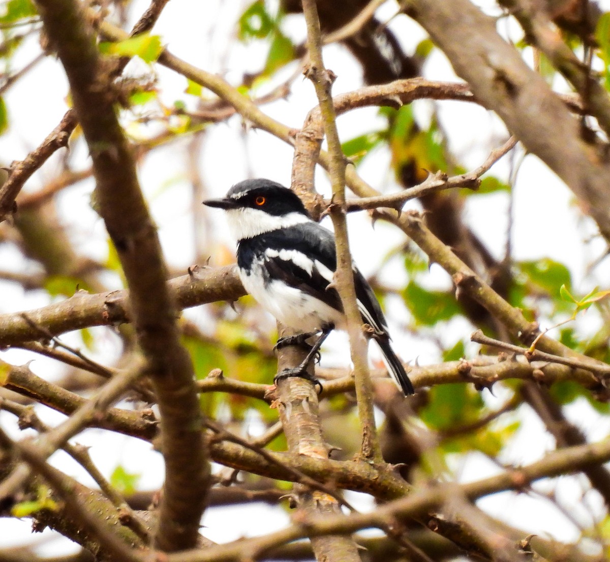 Pygmy Batis - ML639117873