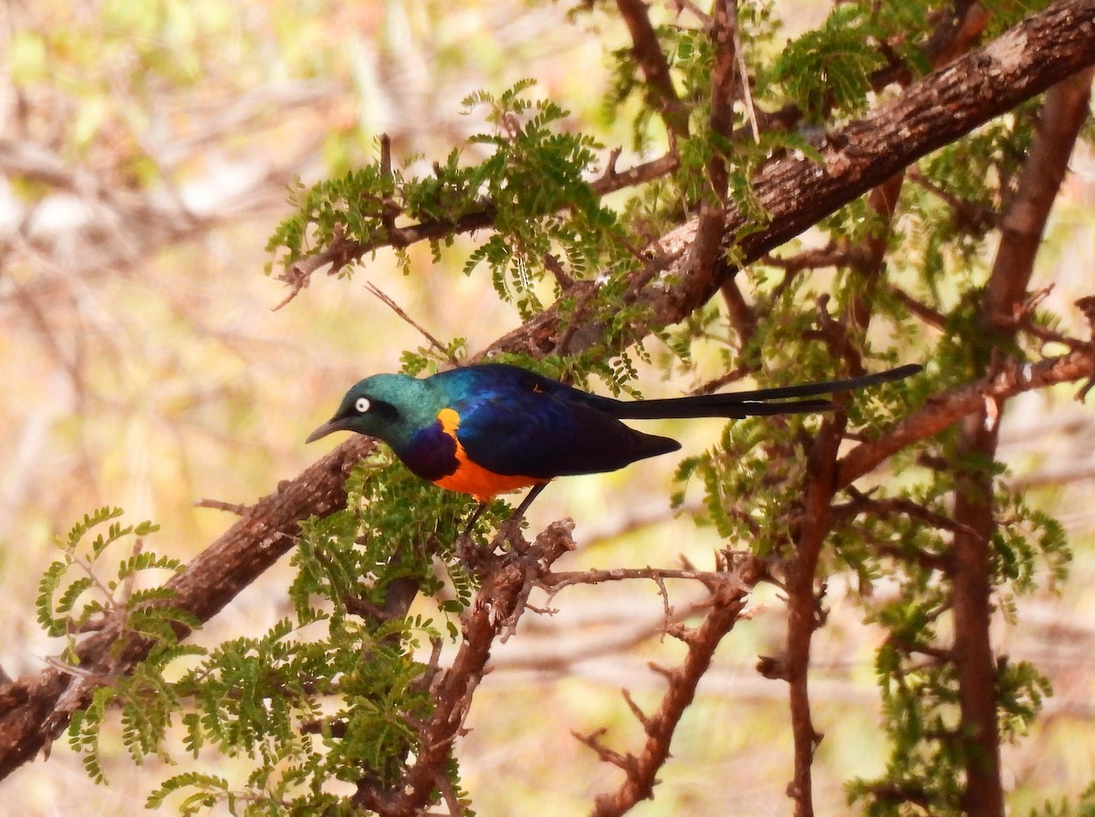 Golden-breasted Starling - ML639117921