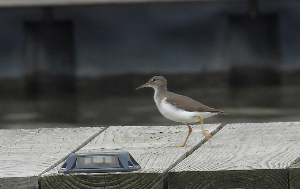 Spotted Sandpiper - ML639117948