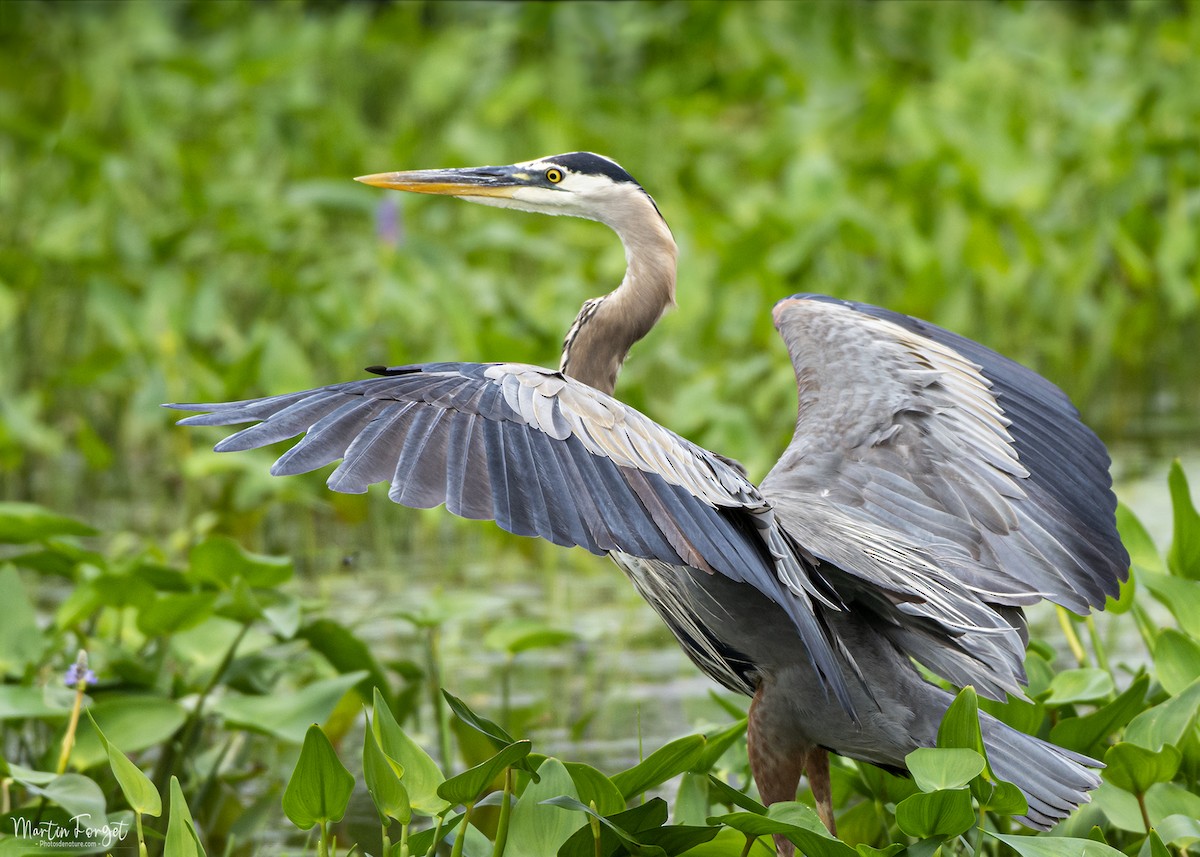 Great Blue Heron - ML639117967