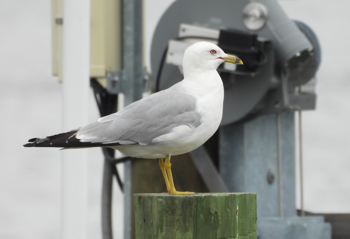 Ring-billed Gull - ML639118002