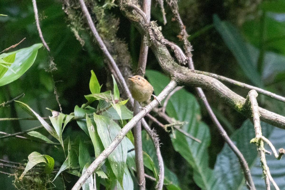 Ochraceous Wren - ML639118028