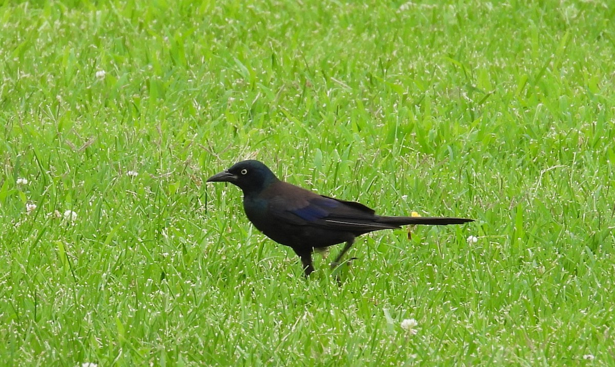 Common Grackle - ML639118102
