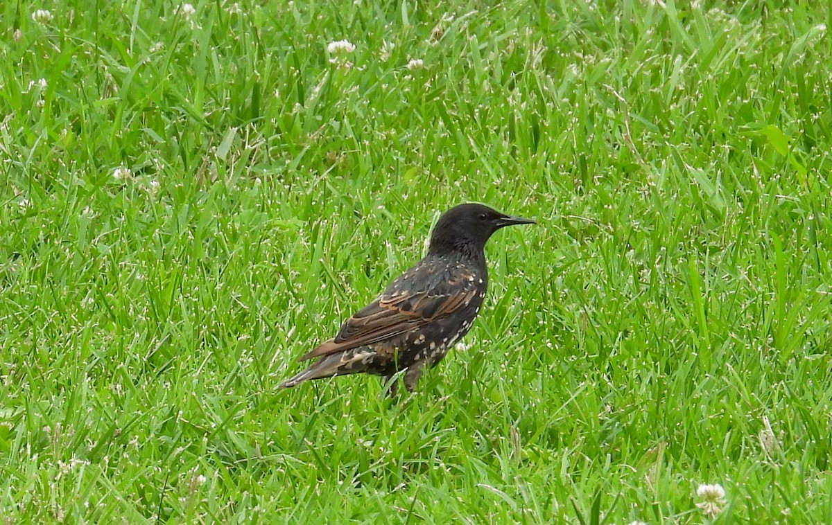 European Starling - ML639118154